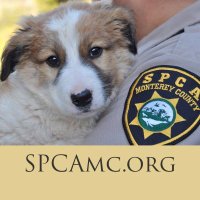 SPCA Monterey County (@spcamc) 's Twitter Profile