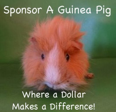 Fundraising for special needs guinea pigs across the UK and the US