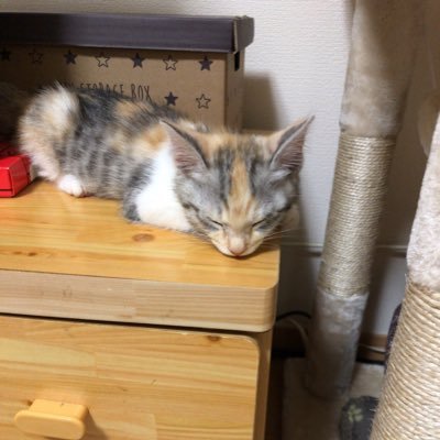 ひめちゃん/ひーちゃんと呼んでいます🐱猫を愛する気持ちを皆さんと共有できればと思っています💕よろしくお願いします🍀無言フォローやリツイートOKです🌷