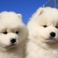 ^_^ (@rhhmhm) 's Twitter Profile