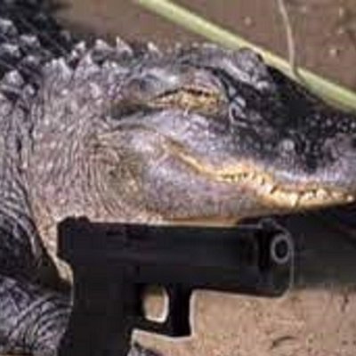 Crocodile with a Glock 17