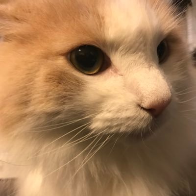 ornSjIt0VWzxK2S's profile picture. 猫ちゃん2匹と爬虫類、両生類多数に囲まれ暮らしてます‼️海釣りも好きです‼️ 気軽に絡んで下さい〜                                         気になる方は無言フォローしますがご了承ください‼️
