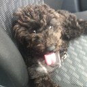 Bruce Fitzgerald - @Brucieman - Twitter