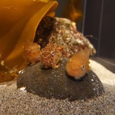 damoclesBM529's profile picture. 20↑腐｜永久鍵｜雑多｜唐突に愛を叫ぶけもの｜ｼﾞｰｸｧｯｸｽ🟥🟩ﾌｧｰｽﾄ履修済