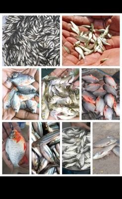 I am sohil and fish seed supplier