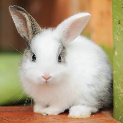 rumblewish's profile picture. 