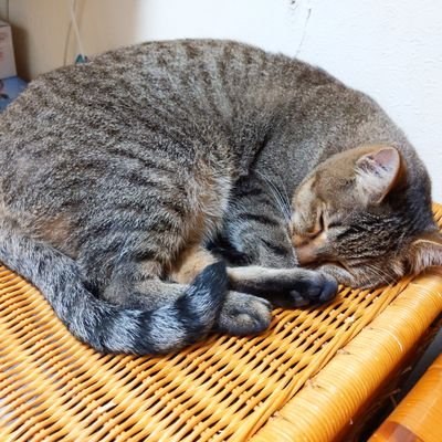 雑食モデラーです。
Twitterは素人同然です。
宜しくお願いします。
製作はインスタで詳しくポストしてます。
#no_made51 ←インスタ