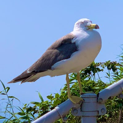 hmc_masasaki's profile picture. ささきです。