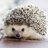 hedgehog