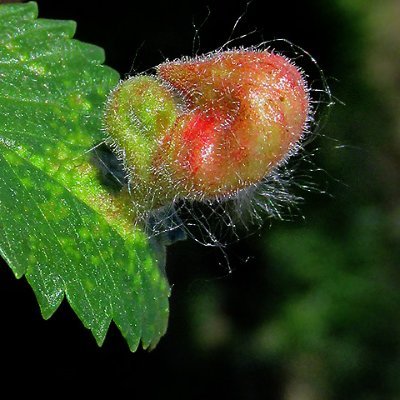 Fascinated by galls, insects, and plants🤩 Tweets everything about galls. Based in Japan🇯🇵~よろしくお願いいたします。
