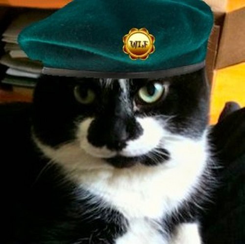 Meowy and sweet and the whole world just wants to give me a tummyrub! #wlf fan, supporter, and green beret!