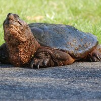 JFKTurtles (@jfkturtles) 's Twitter Profile