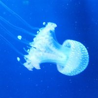 Dr. Daniel Gartner (@drdanielgartner) 's Twitter Profile