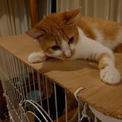 私は🐱🐶を殺処分から救う為に今頑張っています。動物虐待や簡単に動物を殺す人間が存在する日本に理不尽を感じて動物と人間が共存して生きることに全力を尽くして、動物たちの為に活動してくれてる方々のお役に少しでもたてるよう応援していきたいと思います😌