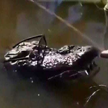 CrocoBrian's profile picture. chico de 20 años