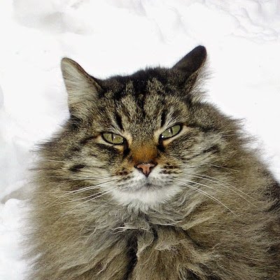 RoseRic23317935's profile picture. Semi retired neuropathology researcher.