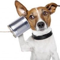 Now, I ain't one to gossip so listen up the first time! #IDaddict 🆔 Just a dog with a tin can. #JakeLatiolaisMissing