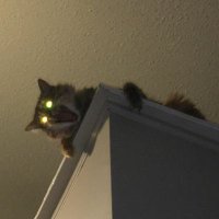 мешок картошки (@iliap7) 's Twitter Profile