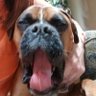 Adorablelola1's profile picture. Huge animal lover & advocate.  ❤ my boxers. I like dogs more than most humans. Unconditional Love!