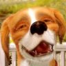 dogmander25's profile picture. occasional developer , canine connoisseur