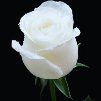 T-bag (@marsumwiza) 's Twitter Profile