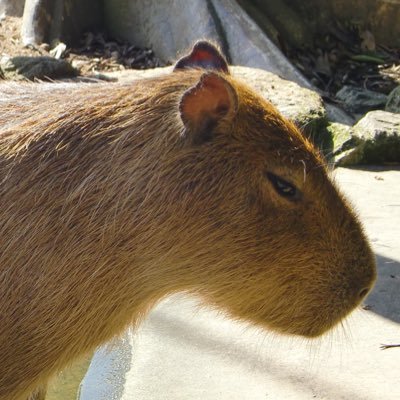 kulala_1811's profile picture. 思い立ったが吉日。好きな音楽に浸ったりあちこちお出かけしたりねこさんとかかわいいキャラクターとかアイスとか見つけたり。マイペース。ごほうび大事。