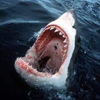 elvariant's profile picture. comme le dirais le grand William Wallace : 《Si je pliais comme ils me le demande, c'est moi qui donnerais la mort à tout ce que j'aurais été. 》