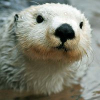 An-Otter RT sub(@SubbyDelf) 's Twitter Profileg