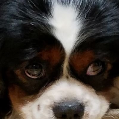 WanwanMu's profile picture. 十数年ぶりに釣りを再開。カラーサンドアートデザイナーとNFD1級フラワーデザイナーです。