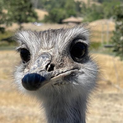 Amy6mimi's profile picture. 