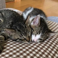 よもなぎ (@yomo_nagi) 's Twitter Profile Photo