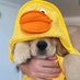 🐶 (@d5coc3iwbhdehal) Twitter profile photo 🐶 (@d5coc3iwbhdehal) Twitter profile photo