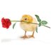 Bachelor Chick 🐥🌹 (@BachelorChick) Twitter profile photo