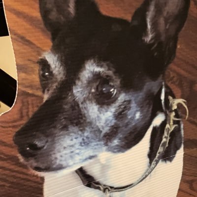 FlatKnightro's profile picture. The chronicles of UCFlat Knightro as he journeys through life since completing his mission in the FB practices, supporting the team during COVID restrictions.