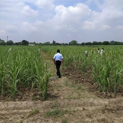 Myself working as Sr.Research Fellow in the ICAR-Indian Institute of Sugarcane R esearch, Lucknow