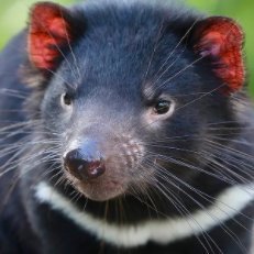 Tassie Devil.🇦🇺 🇳🇱