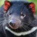 Tassie Devil.🇦🇺 🇳🇱 (@tassiedevilish) Twitter profile photo