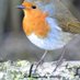 The Blue Feathered Robin (@feathered_robin) Twitter profile photo The Blue Feathered Robin (@feathered_robin) Twitter profile photo