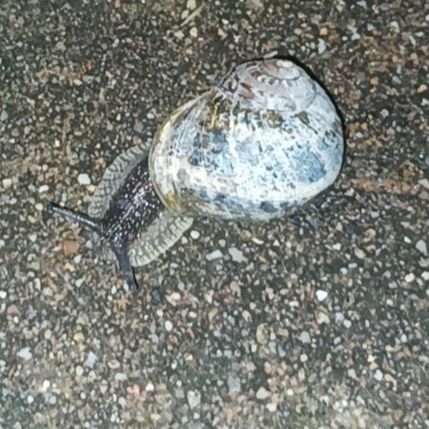 gaspard_goat's profile picture. lis mon épingle fdp