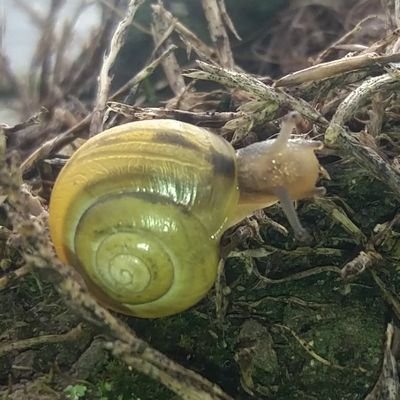 NiMhaoilir's profile picture. All that glitters is not gold.