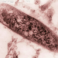 M tuberculosis (@myco_tb) 's Twitter Profile