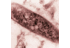 Myco_TB's profile image