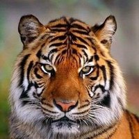 Dmitry (@dmitry33684692) 's Twitter Profile
