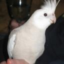 Paul Brabham - @Freckleswhistle - Twitter