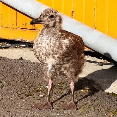 howtoactivism's profile picture. Leftist youtuber focusing on what to do with our leftist beliefs.
He/him