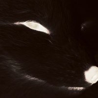 Furiouswolf (@furiouswolf17) 's Twitter Profile