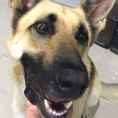 Shepherd10000 Profile Picture