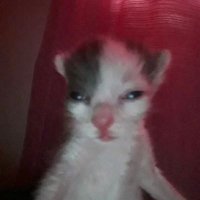 رياكشنز (@reactionspp) 's Twitter Profile