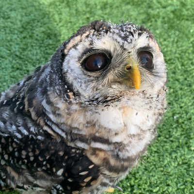 かなた🦉