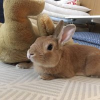 hibiko-rabbits(@hibiko_rabbits) 's Twitter Profile Photo